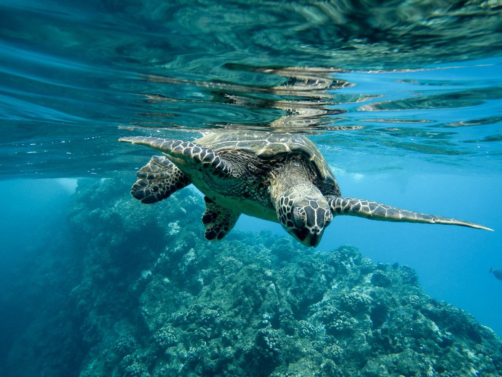 World-Class Diving and Snorkelling Destinations! World-Class Diving and Snorkelling Destinations!