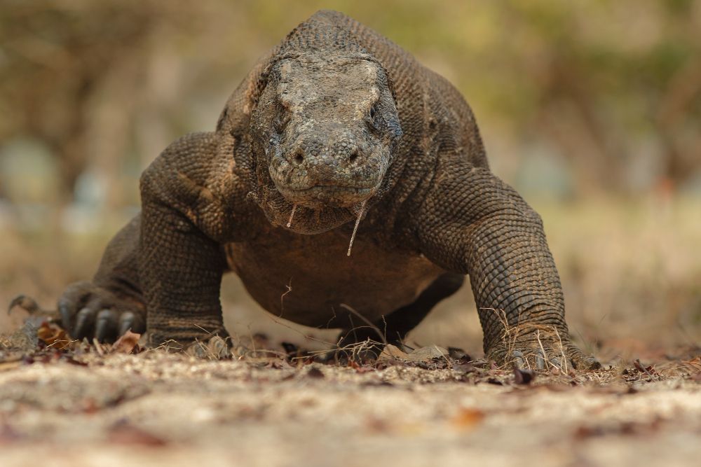 The Legendary Komodo Dragons The Legendary Komodo Dragons