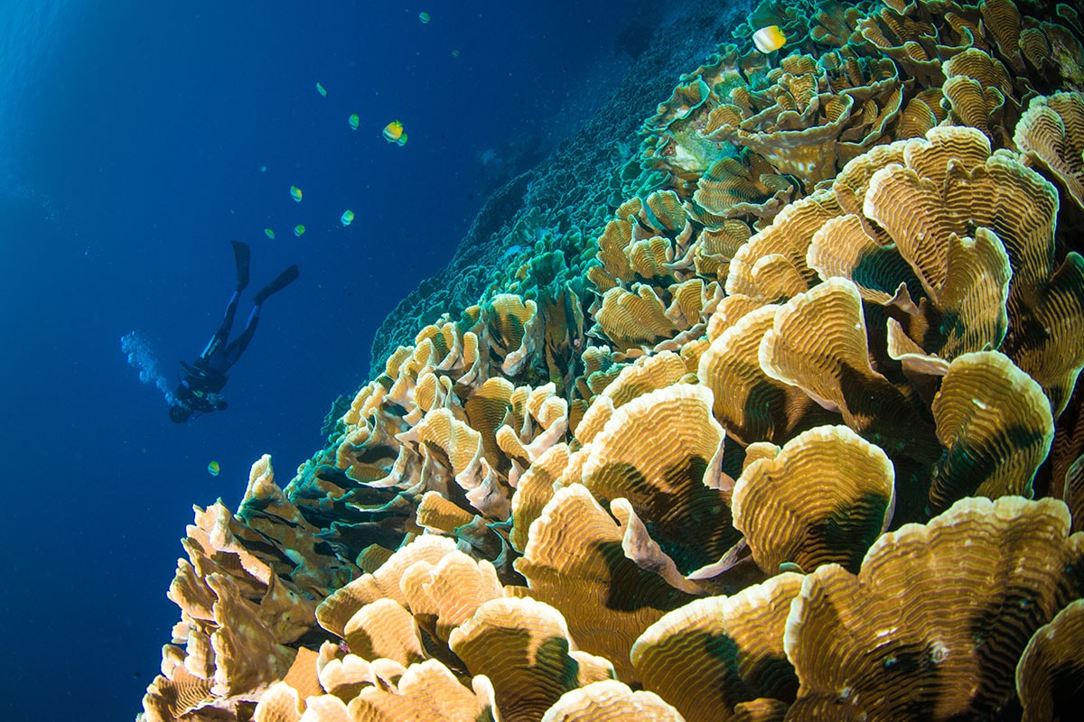 12 Things to do for an Adventure of a Lifetime in Manado