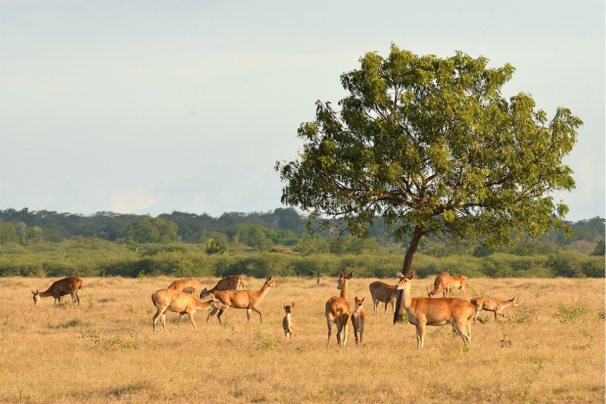 Experience These 10 Amazing Nature Activities While in East Java