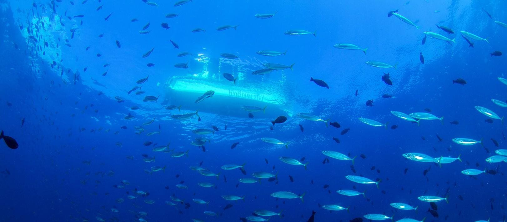 Raja Ampat, A Paradise in an Unexplored Area for Both Divers and Nature Lovers