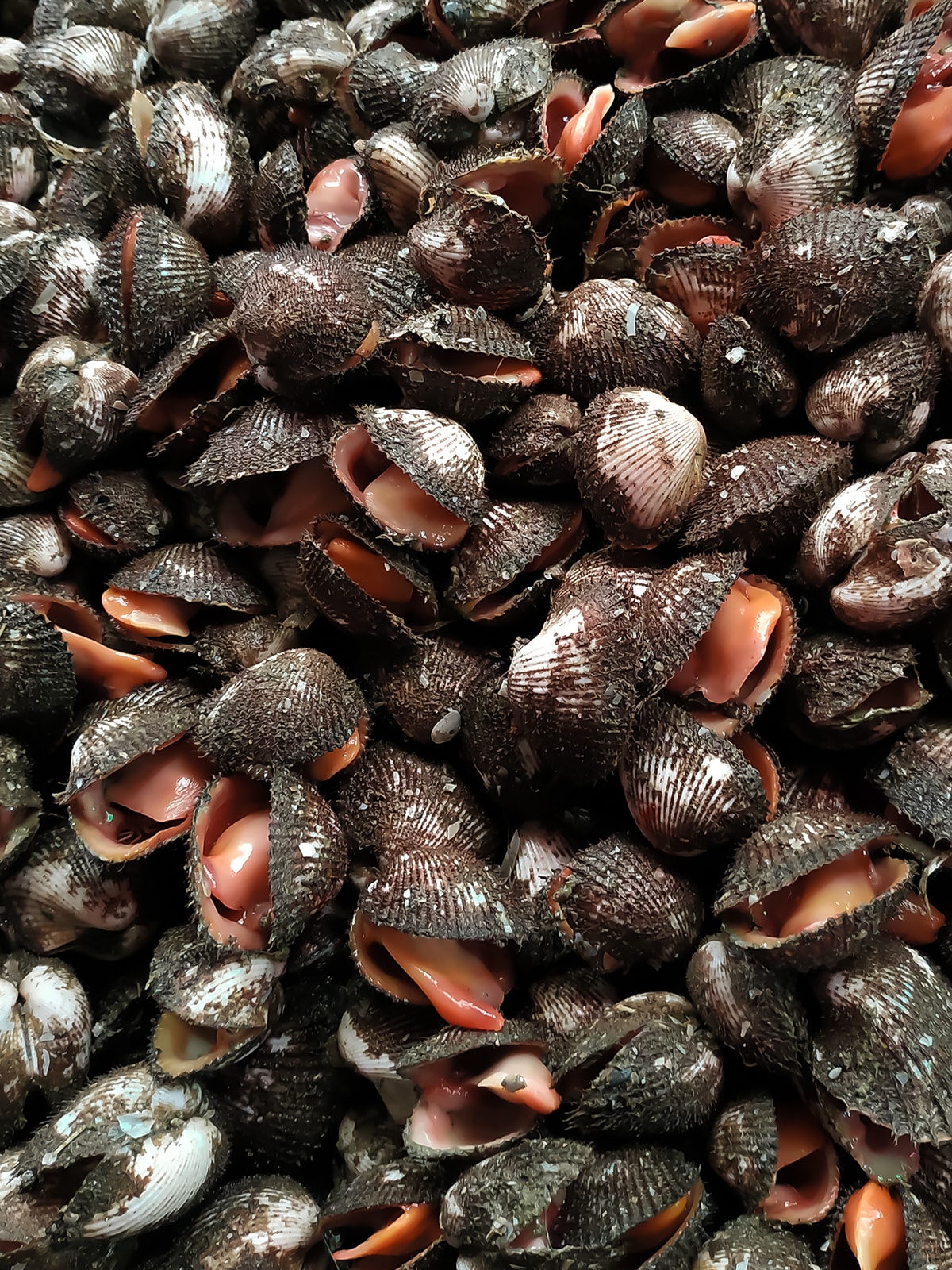 kerang-bulu