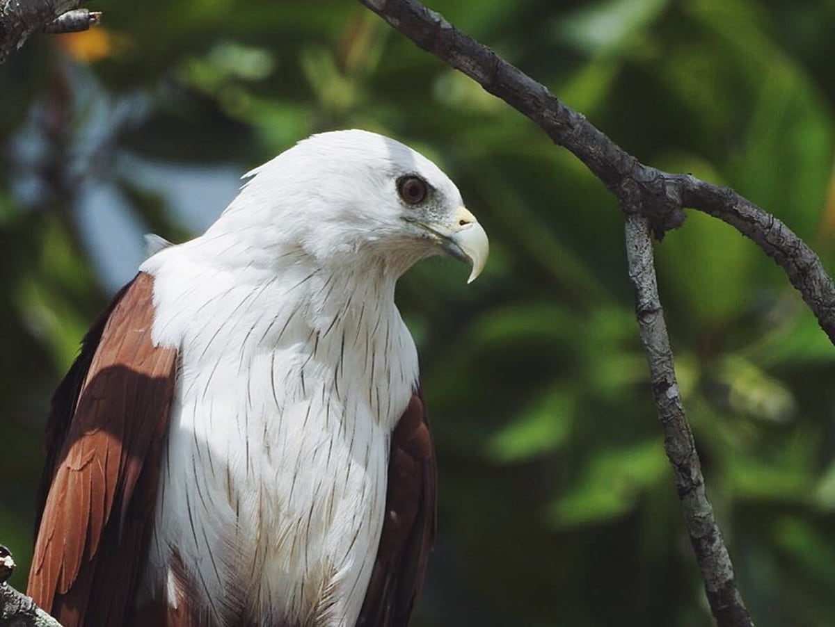 Explore Sembilang National Park: A Biodiversity Haven Explore Sembilang National Park: A Biodiversity Haven
