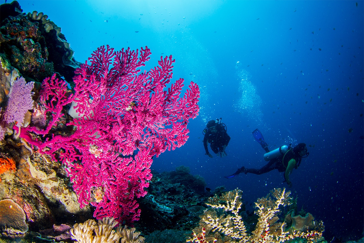 Dive into Love: Exploring Bali's Underwater Paradise Dive into Love: Exploring Bali's Underwater Paradise